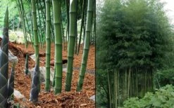 Incense Bamboo (Phyllostachys Atrovaginata) - 3 Gallon Pot -Outlet The Ever Garden Store phyllostachys atrovaginata incense bamboo 7
