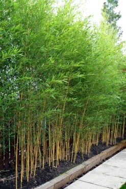 Koi Golden Bamboo (Phyllostachys Aurea 'Koi') - 3 Gallon Pot (2-4') -Outlet The Ever Garden Store phyllostachys aurea koi golden bamboo 100 1