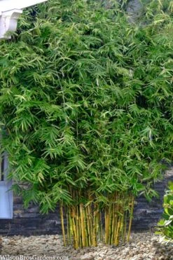 Koi Golden Bamboo (Phyllostachys Aurea 'Koi') - 3 Gallon Pot (4-6'+) -Outlet The Ever Garden Store phyllostachys aurea koi golden bamboo 101