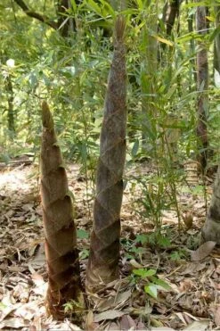 Moso Giant Bamboo (Phyllostachys Edulis 'Moso') - 3 Gallon Pot (4-6') -Outlet The Ever Garden Store phyllostachys edulis moso giant timber bamboo 100