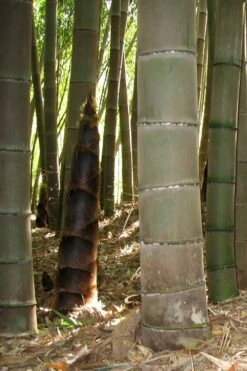 Moso Giant Bamboo (Phyllostachys Edulis 'Moso') - 3 Gallon Pot (4-6') -Outlet The Ever Garden Store phyllostachys edulis moso giant timber bamboo 101