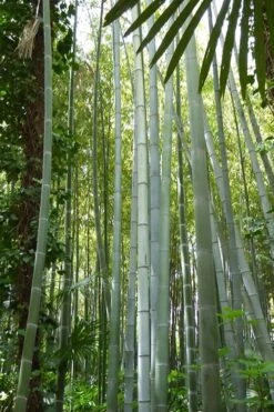 Moso Giant Bamboo (Phyllostachys Edulis 'Moso') - 3 Gallon Pot (4-6') -Outlet The Ever Garden Store phyllostachys edulis moso giant timber bamboo 105