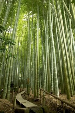 Moso Giant Bamboo (Phyllostachys Edulis 'Moso') - 3 Gallon Pot (4-6') -Outlet The Ever Garden Store phyllostachys edulis moso giant timber bamboo 106
