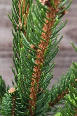 Cupressina Columnar Norway Spruce (Picea Abies) - 1 Gallon Pot -Outlet The Ever Garden Store picea abies cupressina columnar norway spruce 2