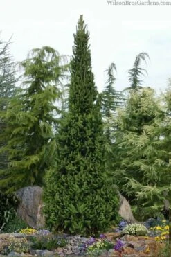 Cupressina Columnar Norway Spruce (Picea Abies) - 1 Gallon Pot -Outlet The Ever Garden Store picea abies cupressina columnar norway spruce 6