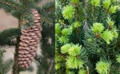 Cupressina Columnar Norway Spruce (Picea Abies) - 1 Gallon Pot -Outlet The Ever Garden Store picea abies cupressina columnar norway spruce 7