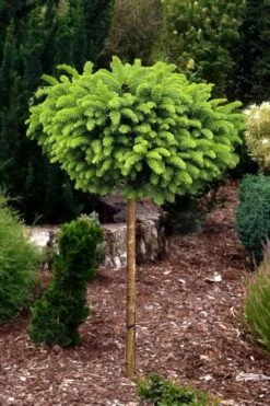 Little Gem Dwarf Norway Spruce Tree (Single Trunk) - 6 Gallon Pot (3-4') -Outlet The Ever Garden Store picea abies little gem dwarf norway spruce tree 1