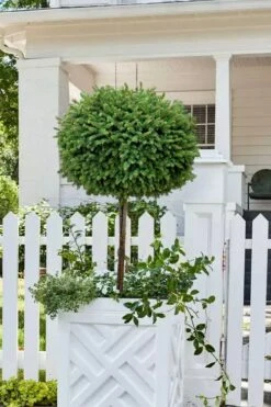 Little Gem Dwarf Norway Spruce Tree (Single Trunk) - 6 Gallon Pot (3-4') -Outlet The Ever Garden Store picea abies little gem dwarf norway spruce tree 5