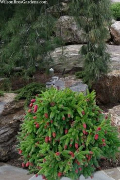 Pusch Dwarf Norway Spruce (Picea Abies) - 3 Gallon Pot -Outlet The Ever Garden Store picea abies pusch dwarf norway spruce 15