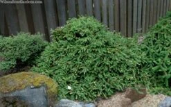 Pusch Dwarf Norway Spruce (Picea Abies) - 3 Gallon Pot -Outlet The Ever Garden Store picea abies pusch dwarf norway spruce 5