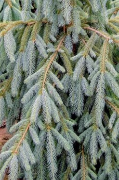 Bush's Lace Engelmann Spruce (Picea Engelmannii) - 3 Gallon Pot -Outlet The Ever Garden Store picea engelmannii bushs lace engelmann spruce 10