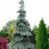 Bush's Lace Engelmann Spruce (Picea Engelmannii) - 3 Gallon Pot