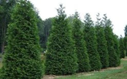 Green Giant Arborvitae - 1 Gallon Pot -Outlet The Ever Garden Store picture arborvitae green giant 2 2