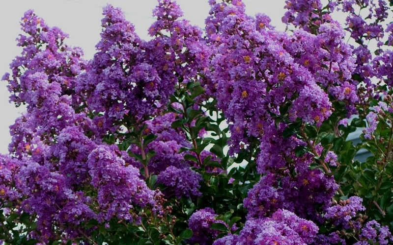 Twilight Purple Crape Myrtle (Single Trunk Tree) - 3 Gallon Pot 7 Twilight Purple Crape Myrtle (Single Trunk Tree) - 3 Gallon Pot - Image 7