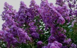 Twilight Purple Crape Myrtle - 5 Gallon Pot -Outlet The Ever Garden Store picture crape myrtle twilight 1 3