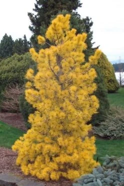 Chief Joseph Golden Lodgepole Pine (Pinus Contorta) - 2 Gallon Pot -Outlet The Ever Garden Store pinus contorta chief joseph golden lodgepole pine 21