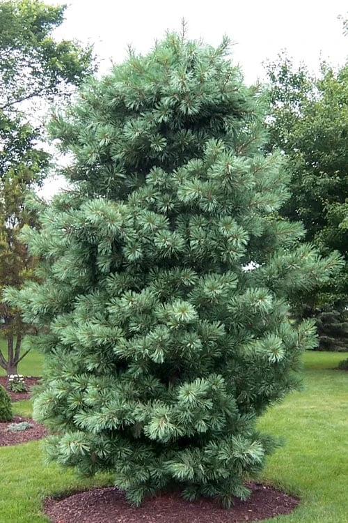 Silveray Korean Pine (Pinus Koraiensis) - 3 Gallon Pot 1 Silveray Korean Pine (Pinus Koraiensis) - 3 Gallon Pot
