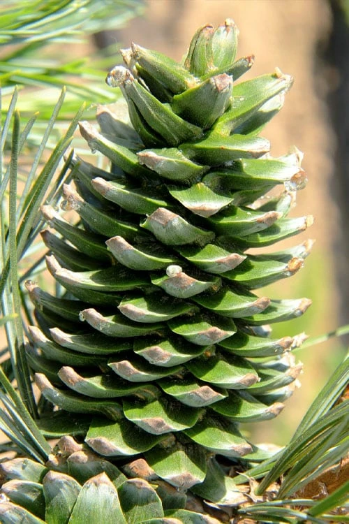 Silveray Korean Pine (Pinus Koraiensis) - 3 Gallon Pot 4 Silveray Korean Pine (Pinus Koraiensis) - 3 Gallon Pot - Image 4