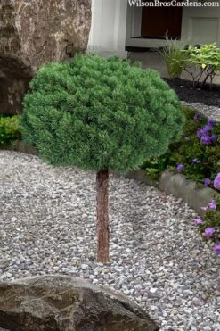Valley Cushion Mugo Pine Single Trunk Topiary Tree - 2 Gallon Pot -Outlet The Ever Garden Store pinus mugo valley cushion mugo pine single trunk topiary tree 4
