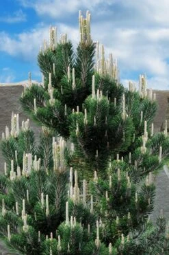 Kotobuki Japanese Black Pine (Pinus Thunbergii) - 5 Gallon Pot -Outlet The Ever Garden Store pinus thunbergii kotobuki japanese black pine 2 1