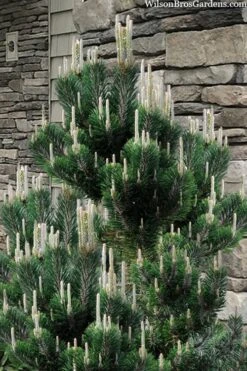 Kotobuki Japanese Black Pine (Pinus Thunbergii) - 1 Gallon Pot -Outlet The Ever Garden Store pinus thunbergii kotobuki japanese black pine 3