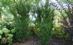 Zuzu Flowering Cherry (Prunus Incisa 'Rinpo') - 5 Gallon Pot -Outlet The Ever Garden Store prunus incisa zuzu flowering cherry 2