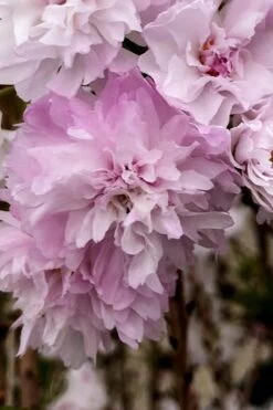 Zuzu Flowering Cherry (Prunus Incisa 'Rinpo') - 5 Gallon Pot -Outlet The Ever Garden Store prunus incisa zuzu flowering cherry 4