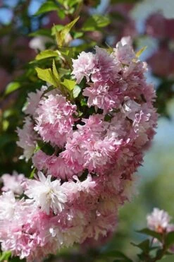 Zuzu Flowering Cherry (Prunus Incisa 'Rinpo') - 3 Gallon Pot -Outlet The Ever Garden Store prunus incisa zuzu flowering cherry 5 1