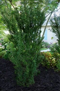 Zuzu Flowering Cherry (Prunus Incisa 'Rinpo') - 3 Gallon Pot -Outlet The Ever Garden Store prunus incisa zuzu flowering cherry 7 1