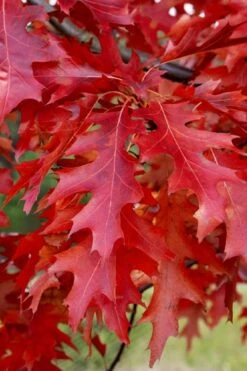 Scarlet Oak Tree (Quercus Coccinea) - 3 Gallon Pot -Outlet The Ever Garden Store quercus coccinea scarlet oak 11
