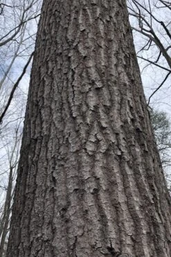 Scarlet Oak Tree (Quercus Coccinea) - 3 Gallon Pot -Outlet The Ever Garden Store quercus coccinea scarlet oak bark trunk 11
