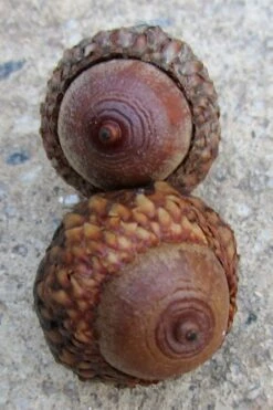 Scarlet Oak Tree (Quercus Coccinea) - 3 Gallon Pot -Outlet The Ever Garden Store quercus coccinea scarlet oak tree acorns