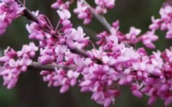 Eastern Redbud - 5 Gallon Pot -Outlet The Ever Garden Store redbud Eastern Tree Flowers 1