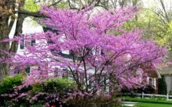 Eastern Redbud - 5 Gallon Pot -Outlet The Ever Garden Store redbud Eastern Tree In Bloom 1