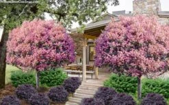 Rosalinda Indian Hawthorn Single Trunk Tree - 7 Gallon Pot (6-7') -Outlet The Ever Garden Store rhaphiolepis rosalind majestic beauty indian hawthorn tree 8