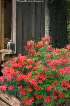 Jake's Red Oconee Native Azalea (Rhododendron Flammeum) - 3 Gallon Pot 8 Jake's Red Oconee Native Azalea (Rhododendron Flammeum) - 3 Gallon Pot -Outlet The Ever Garden Store rhododendron flammeum jakes red 4