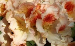 Marylou Rhododendron - 5 Gallon Pot -Outlet The Ever Garden Store rhododendron marylou 10