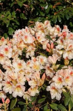 Marylou Rhododendron - 5 Gallon Pot -Outlet The Ever Garden Store rhododendron marylou 5
