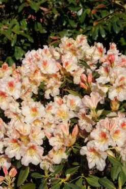 Marylou Rhododendron - 5 Gallon Pot -Outlet The Ever Garden Store rhododendron marylou 8