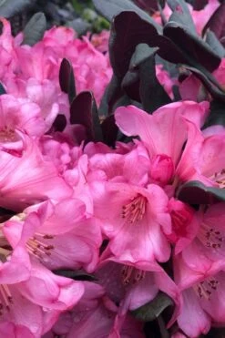 Wine And Roses Rhododendron - 5 Gallon Pot 12 Wine And Roses Rhododendron - 5 Gallon Pot -Outlet The Ever Garden Store rhododendron wine and roses 11