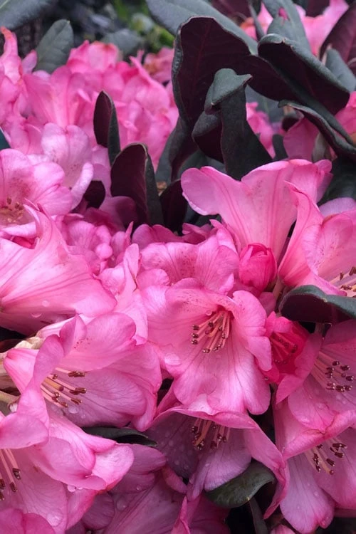 Wine And Roses Rhododendron - 5 Gallon Pot 6 Wine And Roses Rhododendron - 5 Gallon Pot - Image 6