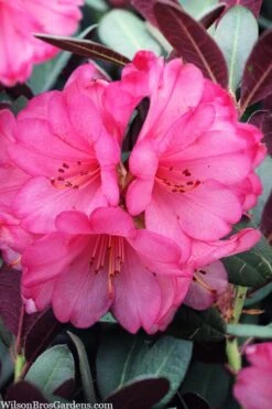 Wine And Roses Rhododendron - 5 Gallon Pot