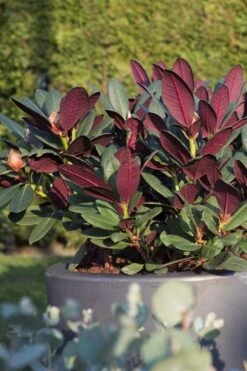Wine And Roses Rhododendron - 5 Gallon Pot 11 Wine And Roses Rhododendron - 5 Gallon Pot -Outlet The Ever Garden Store rhododendron wine and roses 15