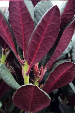 Wine And Roses Rhododendron - 5 Gallon Pot 13 Wine And Roses Rhododendron - 5 Gallon Pot -Outlet The Ever Garden Store rhododendron wine and roses 2