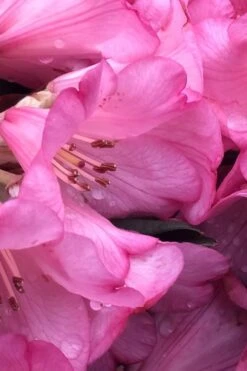 Wine And Roses Rhododendron - 5 Gallon Pot 10 Wine And Roses Rhododendron - 5 Gallon Pot -Outlet The Ever Garden Store rhododendron wine and roses 9