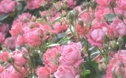 The Georgia Peach Shrub Rose - 1 Gallon Pot -Outlet The Ever Garden Store rose georgia peach 11