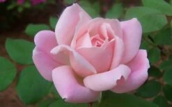 The Georgia Peach Shrub Rose - 1 Gallon Pot -Outlet The Ever Garden Store rose georgia peach shrub