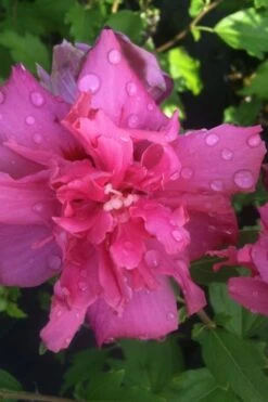 Lucy Rose Of Sharon (Althea) - Hibiscus Syriacus - 3 Gallon Pot -Outlet The Ever Garden Store rose of sharon lucy 5