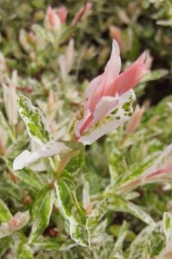 Flamingo Dappled Willow (Shrub Form) - 1 Gallon Pot -Outlet The Ever Garden Store salix integra flamingo dappled willow bush 3