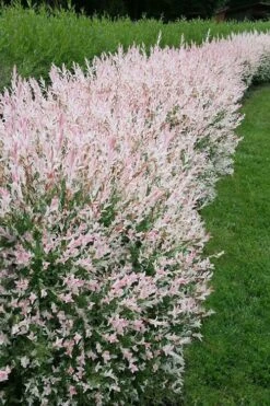 Flamingo Dappled Willow (Shrub Form) - 1 Gallon Pot -Outlet The Ever Garden Store salix integra flamingo dappled willow bush 4